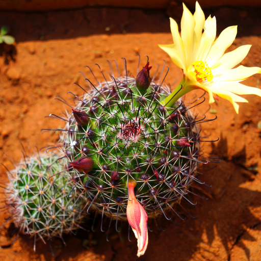 Mammillaria Beneckei