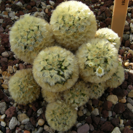 Mammillaria Carmeniae