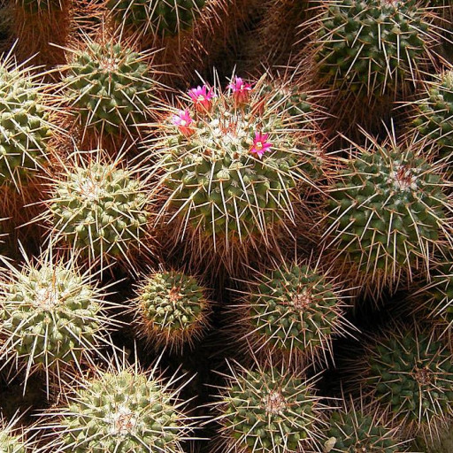 Mammillaria Compressa