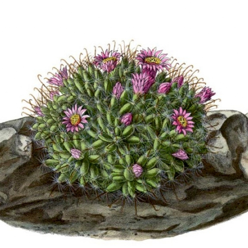 Mammillaria Crinita