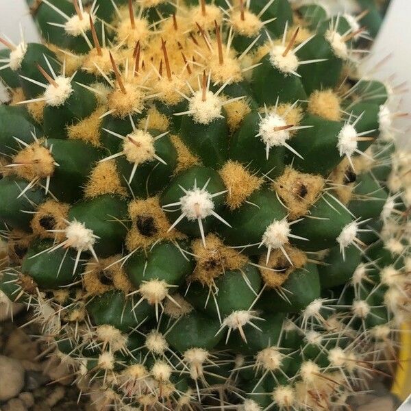 Mammillaria Eichlamii