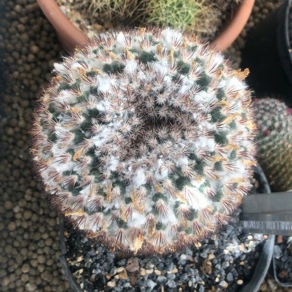 Mammillaria Evermanniana