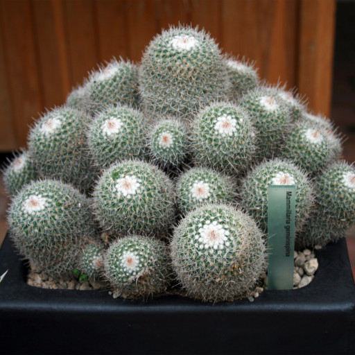 Mammillaria Geminispina