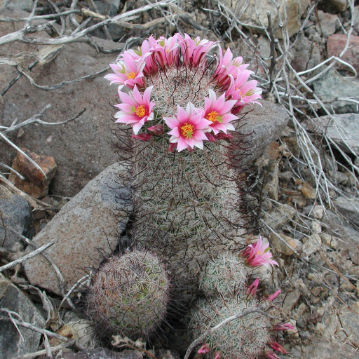 Mammillaria Grahamii