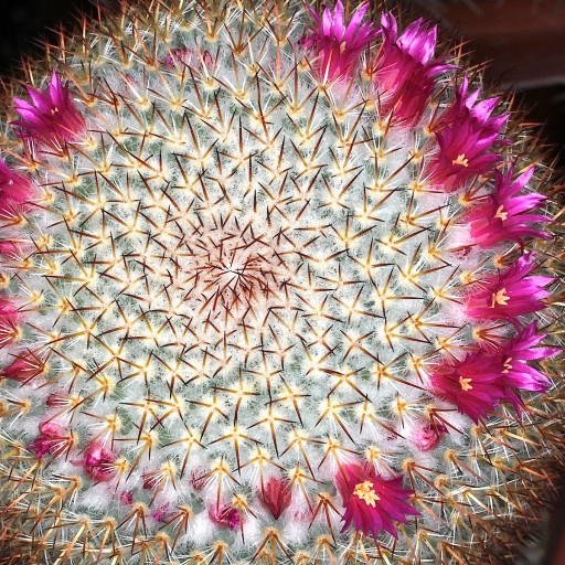 Mammillaria Haageana