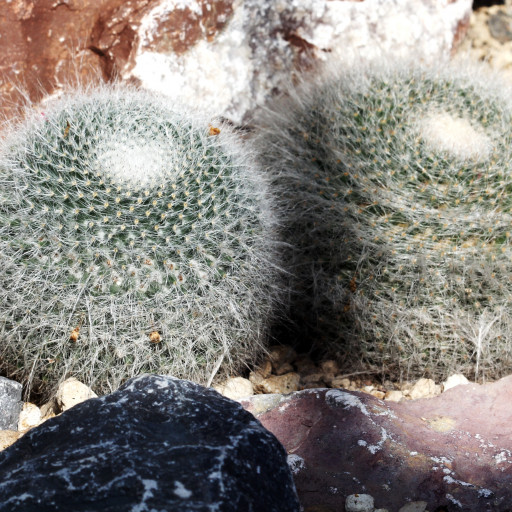 Mammillaria Hahniana