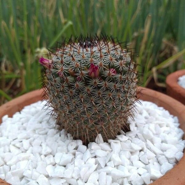 Mammillaria Huitzilopochtli