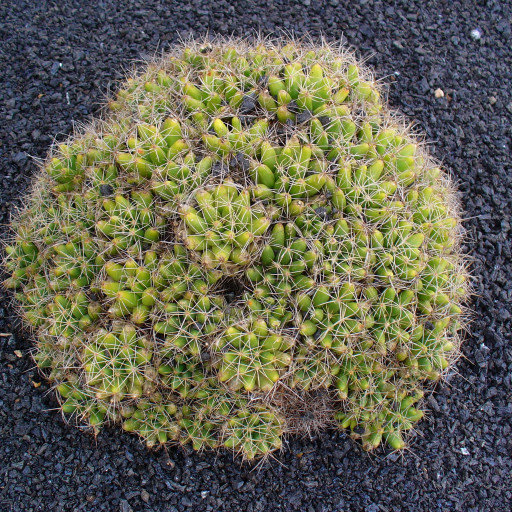 Mammillaria Longimamma