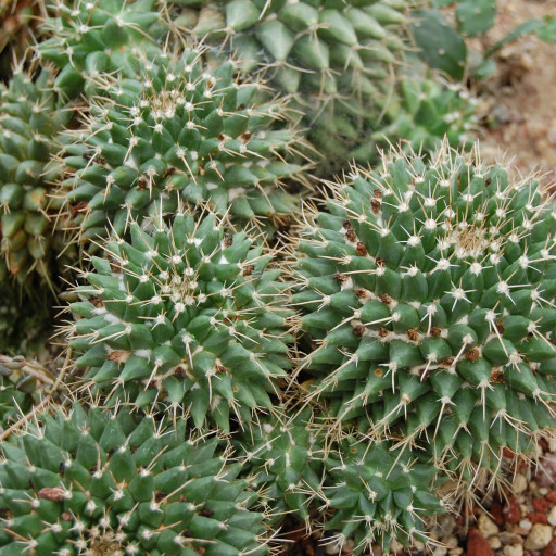Mammillaria Mystax