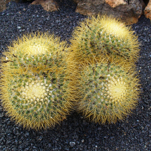 Mammillaria Pringlei