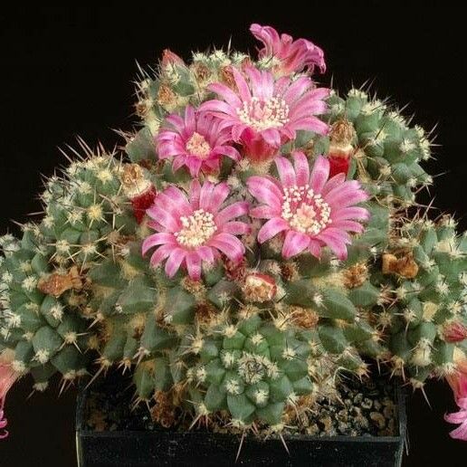 Mammillaria Sartorii