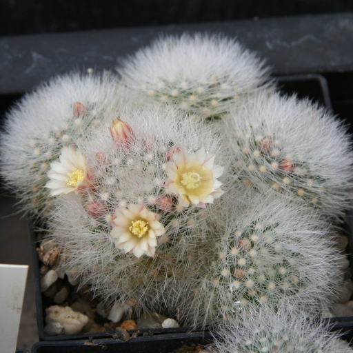 Mammillaria Schwarzii