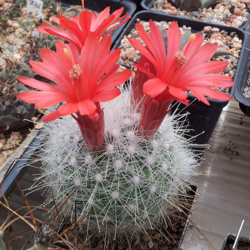 Moonah Melaleuca Lanceolata Plant Care How To Grow Water Moonah Melaleuca Lanceolata Plant Care How To Grow Water