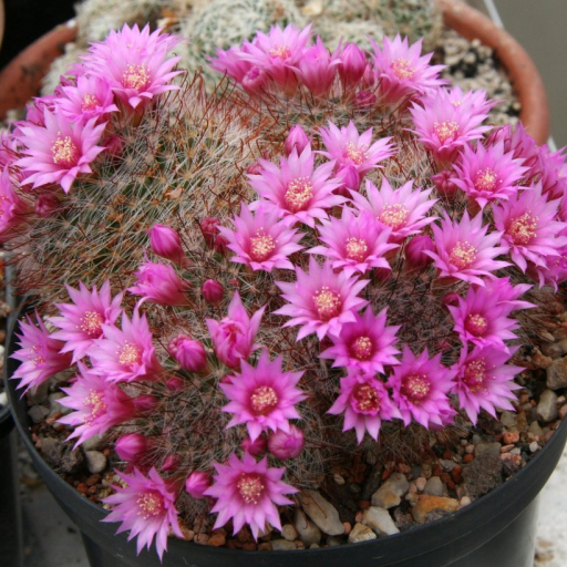 Mammillaria Zeilmanniana