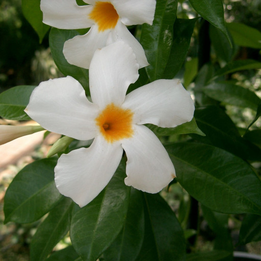 Mandevilla Boliviensis