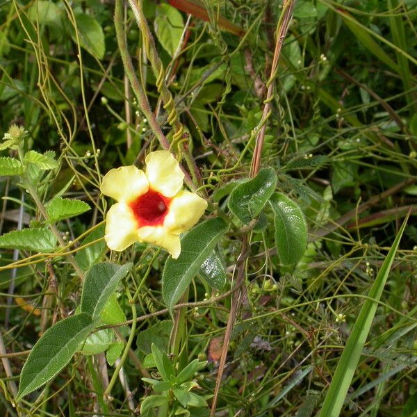 Mandevilla Hirsuta