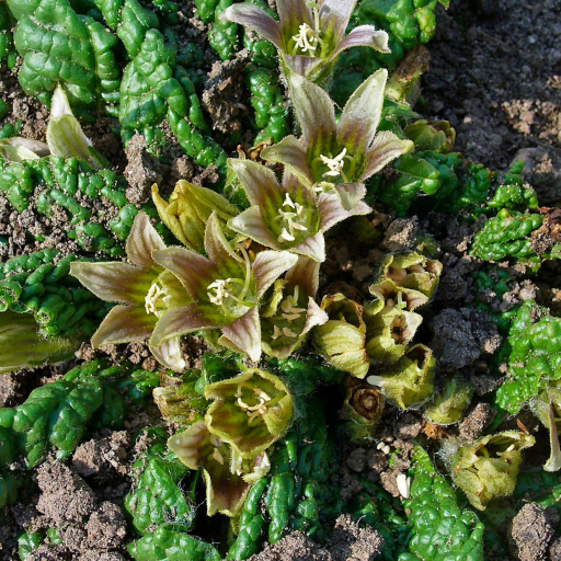 10 Semi Mandrake Mandragora Officinarum - Mandrake Zaden
