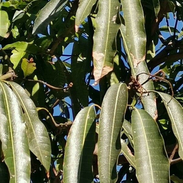 Mangifera Zeylanica Care Guide: Water, Soil & Propagation - Plantiary
