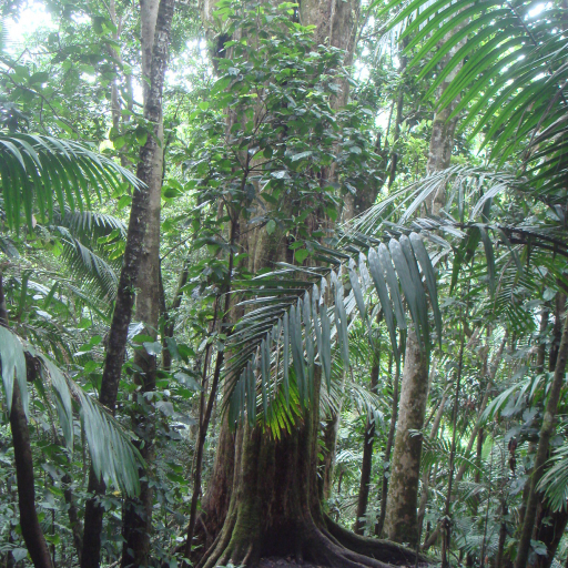 Bulletwood (Manilkara Bidentata) Care Guide: Water, Soil & Propagation ...