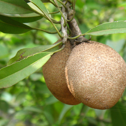 Manilkara Zapota