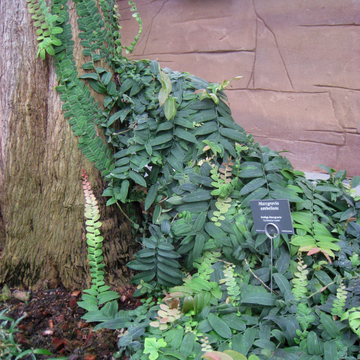 Marcgravia Umbellata