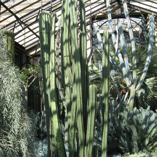 Marginatocereus Marginatus