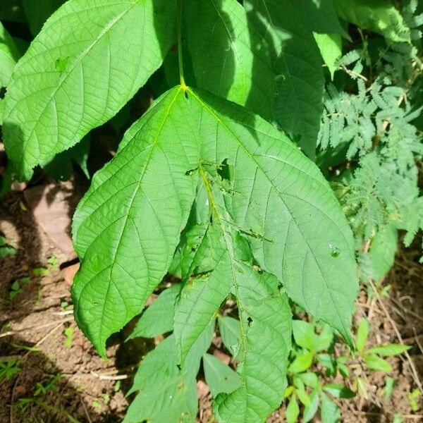 markhamia-tomentosa-plant-care-how-to-grow-water