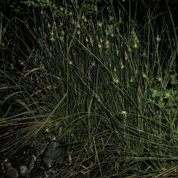 Tall Rushes Tall Rush (Marsippospermum Grandiflorum) Care Guide: Water, Soil ...