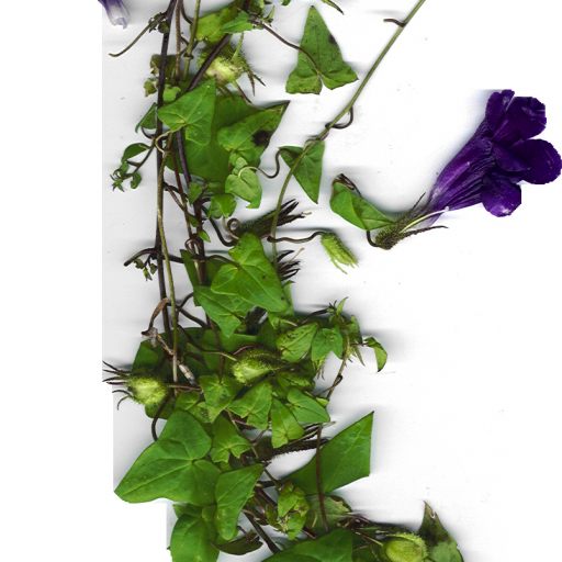 Red Climbing Snapdragon Mexican Viper Maurandya Magic Dragon Vine 10 Seeds for sale online