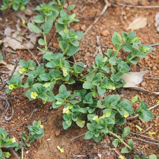 Mecardonia Procumbens