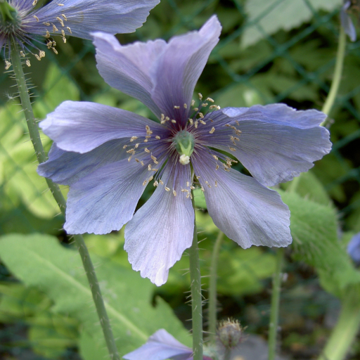 Meconopsis Horridula