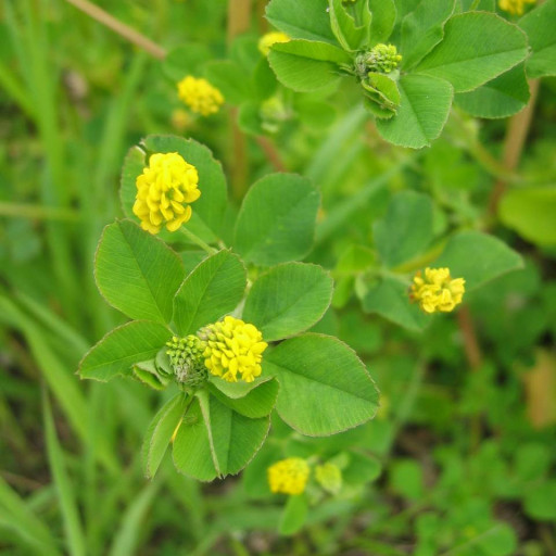 Medicago Lupulina