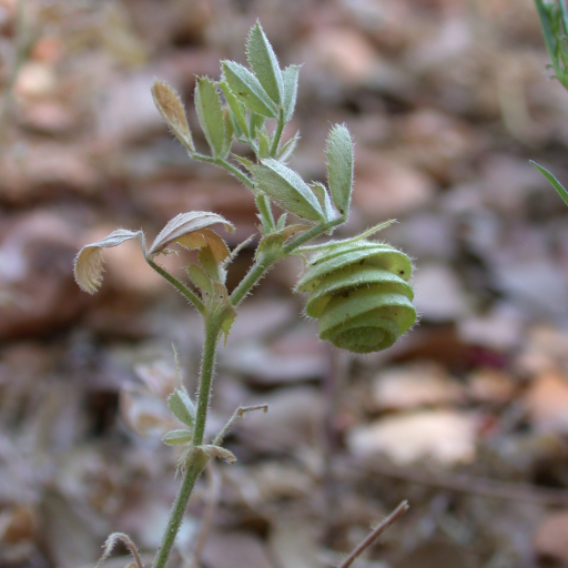 Medicago Scutellata