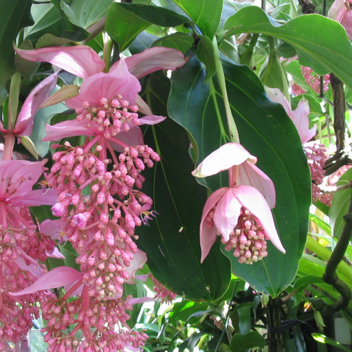 Medinilla Magnifica