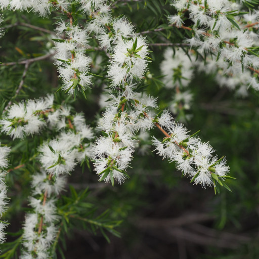 Melaleuca Bracteata