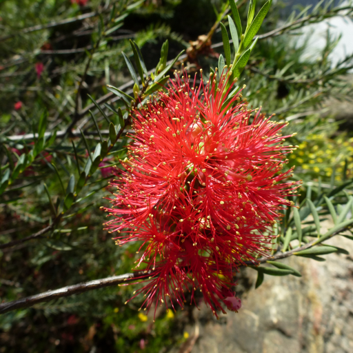 Melaleuca Fulgens