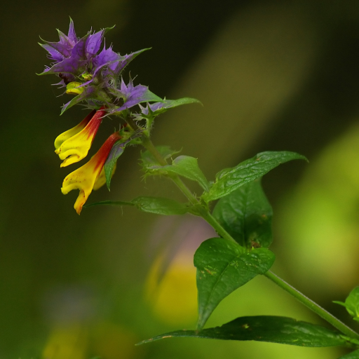 Melampyrum Nemorosum