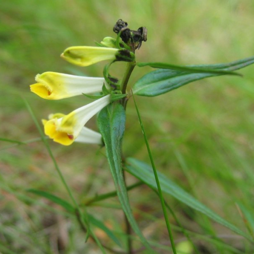 Melampyrum Pratense