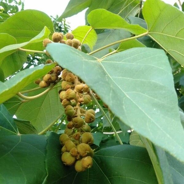 Melanolepis Multiglandulosa