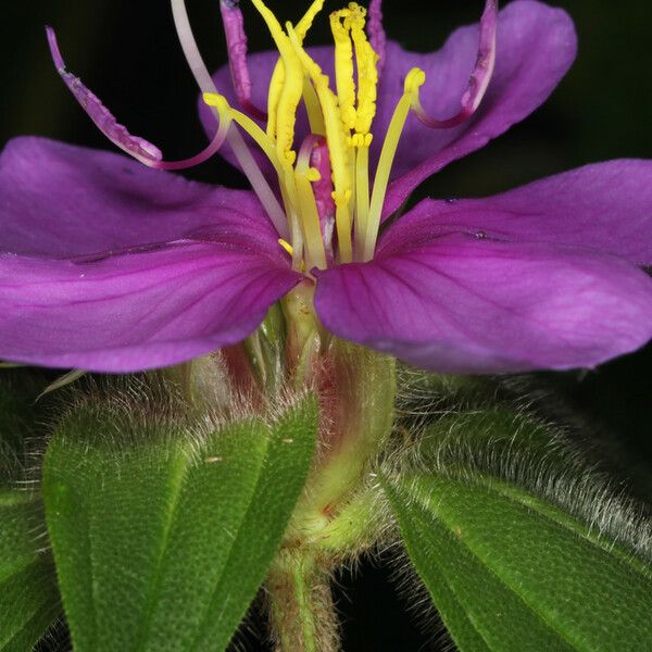Melastomastrum Capitatum