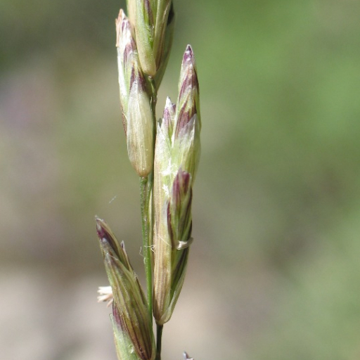 Melica Californica