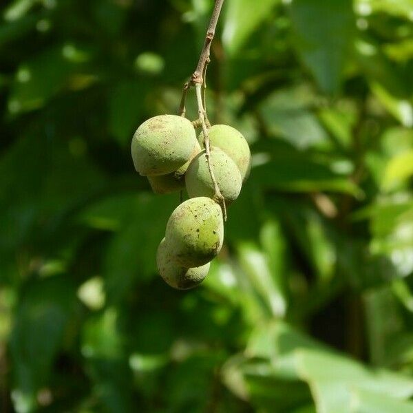 Melicoccus Oliviformis