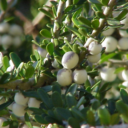 Melicytus Crassifolius
