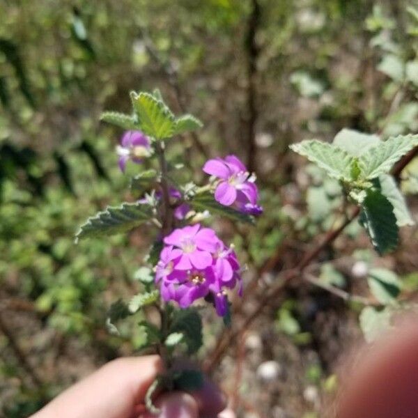 Melochia Tomentosa