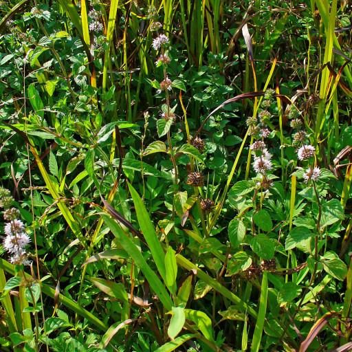 Mentha Pulegium