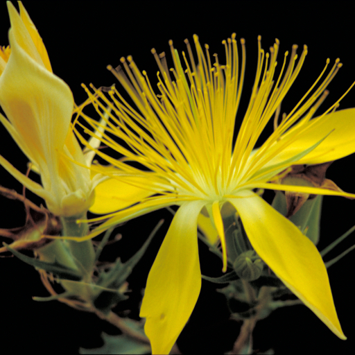 Mentzelia Multiflora
