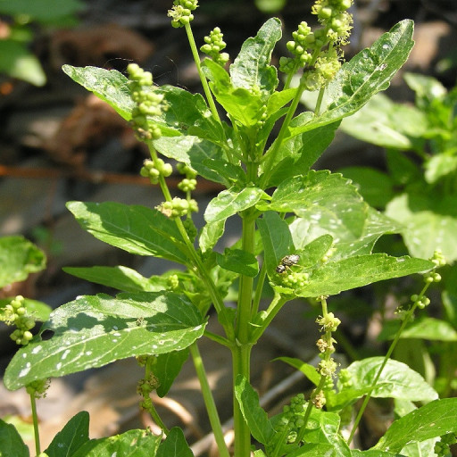 Mercurialis Annua