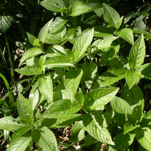 Mercurialis Perennis