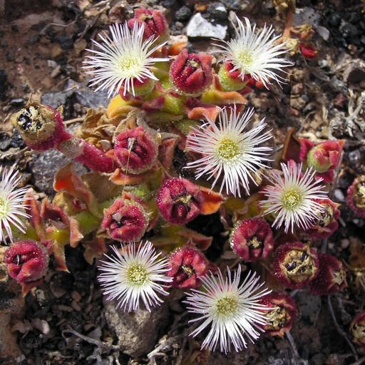 Mesembryanthemum Crystallinum