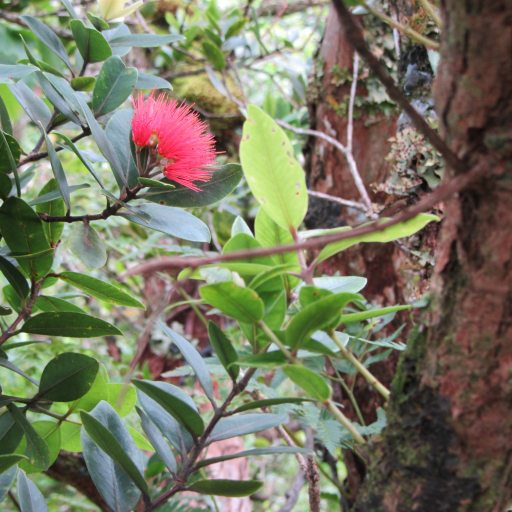 Metrosideros Collina